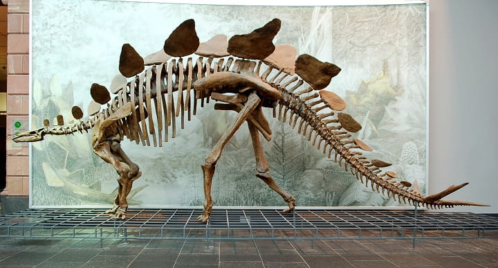 فسیل اسکلت استگوساروس ژوراسیک