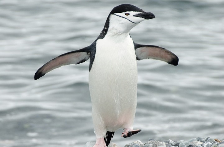 پنگوئن ریش خطی در جزیره فریب خلیج شکارچیان نهنگ