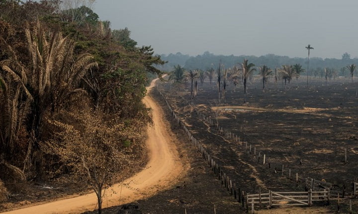 آتش زدن جنگل ها برای تبدیل به زمین کشاوری و دامداری