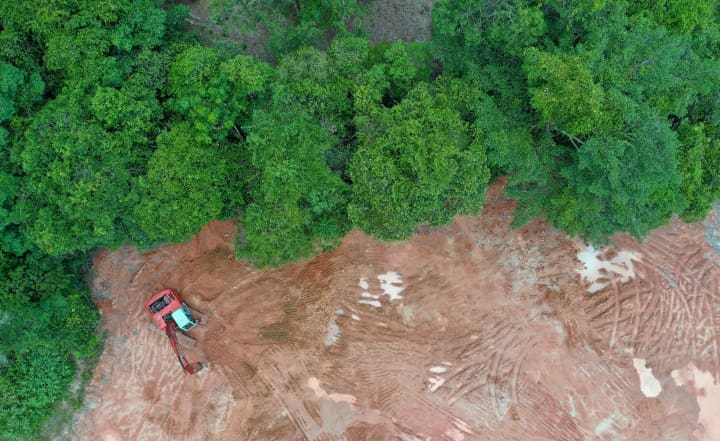 تأثیر قطع بی رویه درختان در جنگل های آمازون بر تغییرات اقلیمی