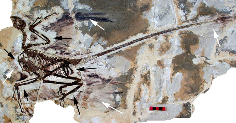 فسیل دایناسور پردار با ویژگی هایی شبیه پرندگان