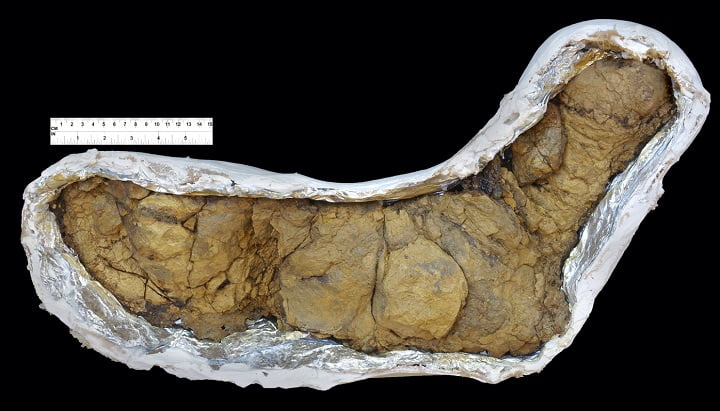 مدفوع فسیل شده دایناسور تیرانوسور رکس